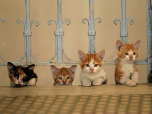 Seven of the most adorable cats in Istanbul. This must be the purr-fect documentary - image