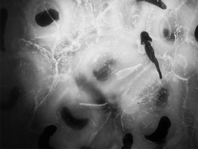 Tadpoles burst forth in F. Percy Smith&amp;#8217;s He Would a Wooing Go (1936)